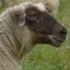 sheeps profile image