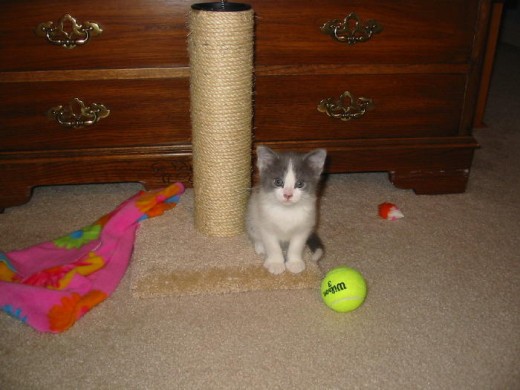 Little baby Dixie... notice the pink "blankie" in the background? This is the blanket she STILL has today!