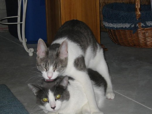 My favorite picture of Misty giving Dixie a "kiss" on the top of her head! :) She will still try this from time to time, but it ends up with good natured swatting at one another! 