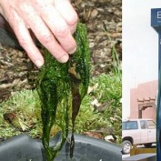 AlgaeBiodiesel profile image