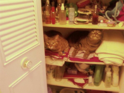 These are my cats.  Don't do what I did.  Keep closets and dresser drawers shut so dander doesn't get on your clothes or towels.  