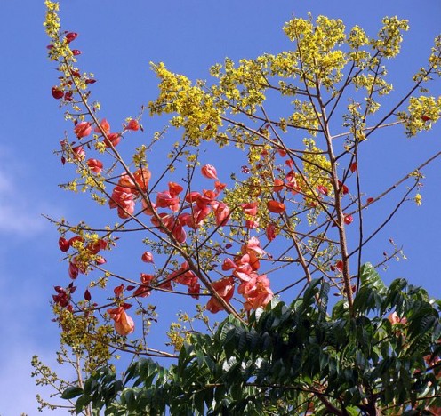 Chinese Golden Rain Tree - Source: mauroguanandi, Creative Commons via Wikimedia Commons