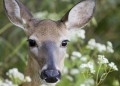 Endangered Species in the U.S. - Key Deer