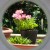 Pink freesias in a pot.