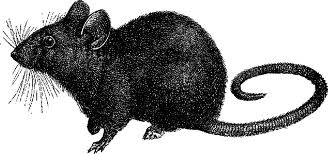 GOPHER RATS LOVE TO PUSH THEIR WEIGHT AROUND. YOU CANNOT THREATEN THEM INTO LEAVING. THEY WILL STAND UP AND FIGHT YOU.
