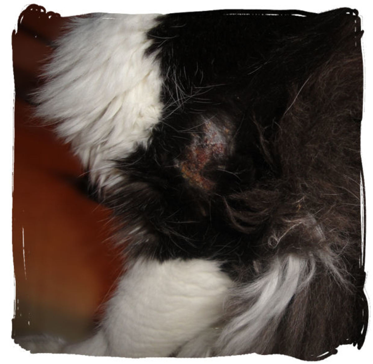 How to Get Rid of Hot Spots on Cats PetHelpful