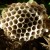 Wasp Nest