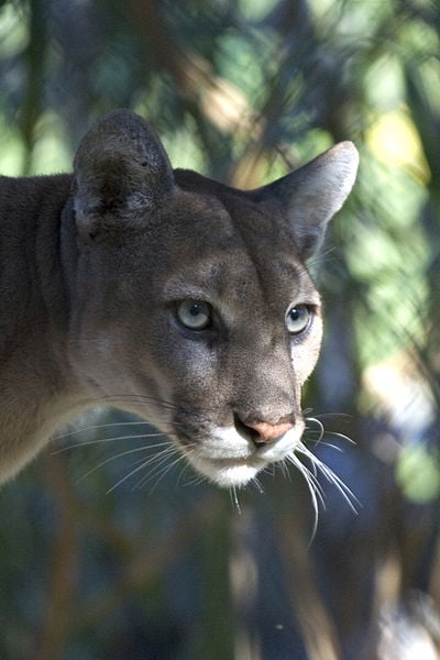 The beautiful Florida panther on the endangered list in the Everglades.