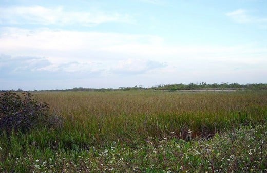 Saw grass in freshwater slough seen on either side of the road along the Anhinga Trail in the Everglades.