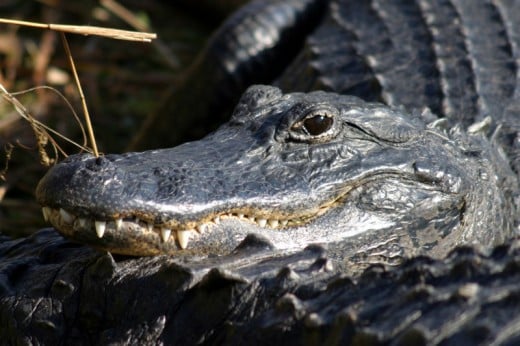 Alligator, one Florida animal that is very abundant in the Everglades and all of Florida.