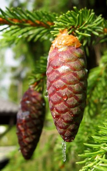 Norway Spruce Cone - I couldn't find a usable photo for the actual tree, though I wish I could go and take a photo myself.  This likely would be very similar though, to the Norway spruce that is so old. (With some variation of course.)