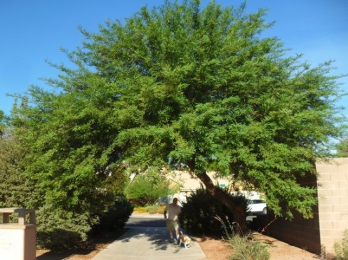 Locals walk dogs, hike and bike from the many entrances around the adjoining neighborhoods