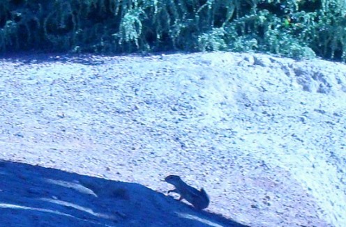 A ground squirrel on the hurry