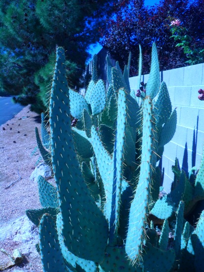Landscaped pockets add interest and beauty to the parkway