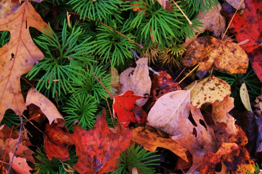This fall, gather autumn leaves to use in your home and garden.