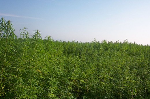 Cultivation of industrial hemp for fiber and for grain in france.