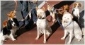 The Importance of Keeping Your Dog At Home