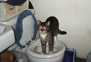 "How do I use this, Mommy?" Cats can learn to use a toilet, but Magic hasn't a clue how.