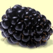 orchard-lady profile image