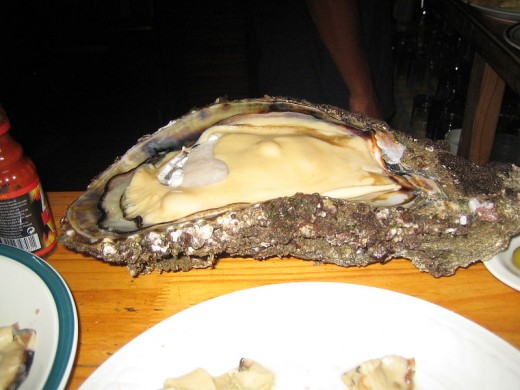 Giant Oyster From Angola 