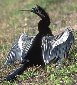 Travel for Fun and Work in Dunedin and Greater Tampa Bay