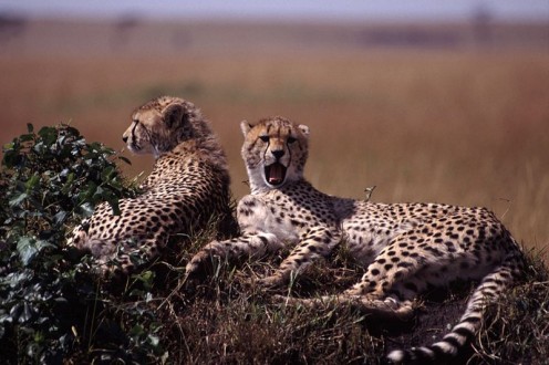 Cheetahs Resting