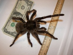 Goliath Bird-eater Spider (Theraphosa Blondi) - The Largest and Biggest Tarantula in the World