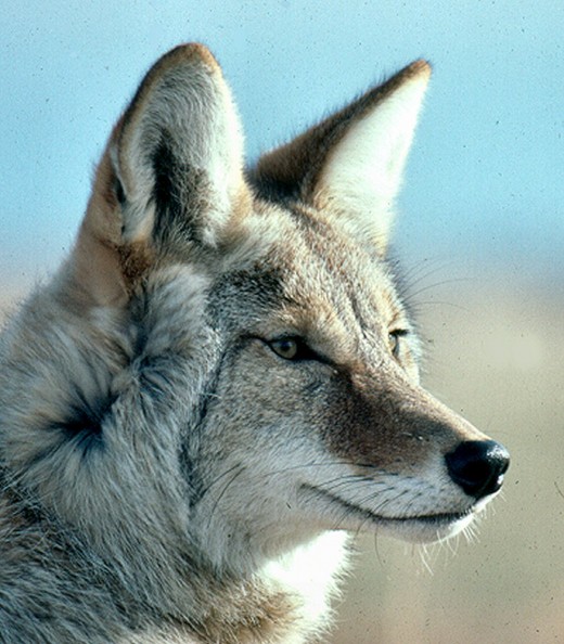Coyotes hunt nocturnally in packs but can attack anytime.