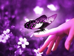A Butterfly's Blessing -Poem