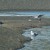 Gull Hovers Over an Ocean Stream