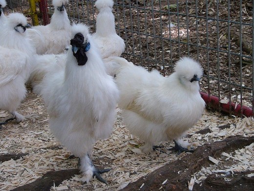 Black chickens can have white feathers.