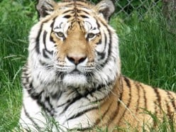 Best Books and Films of 2011 - We Bought a Zoo