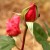 Deep Red Rose Bud