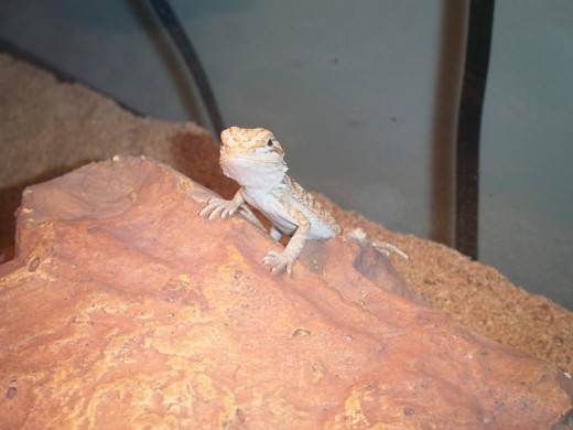 Winks, my bearded dragon, as a baby.