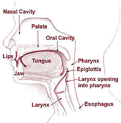 Hear Burn Is Called By Stomach Acid Getting Up Into The Esophagus
