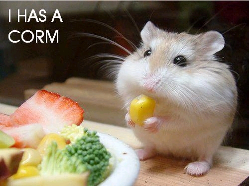 K. Akagami and his wonderful hamster