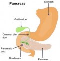 Managing EPI And Chronic Pancreatitis?
