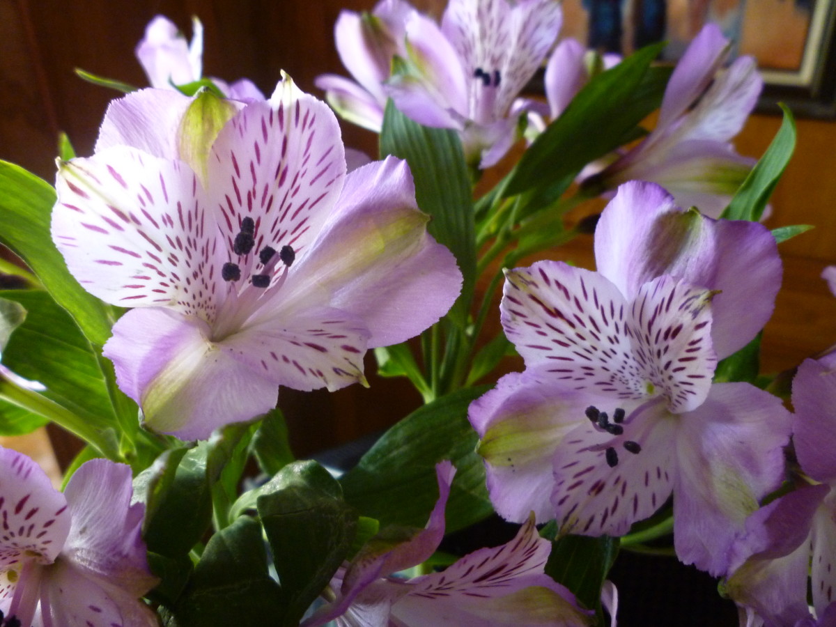 Lavender Alstroemeria flowers