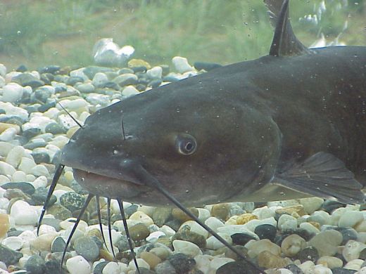 i just love to go cat fishing because I know I will soon be eating delicious cat fish. 