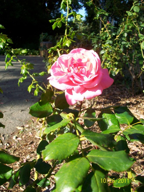 The rose garden at Shinn Historical Park and Gardens in Fremont, California 
