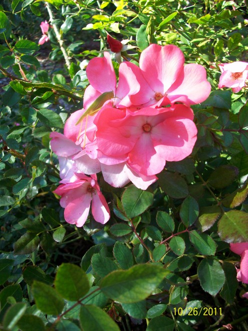 The rose garden at Shinn Historical Park and Gardens in Fremont, California