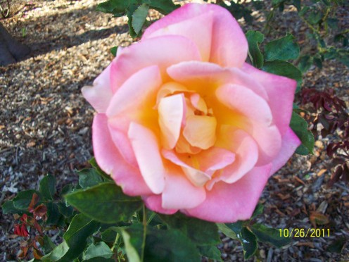 The rose garden at Shinn Historical Park and Gradens in Fremont, California 