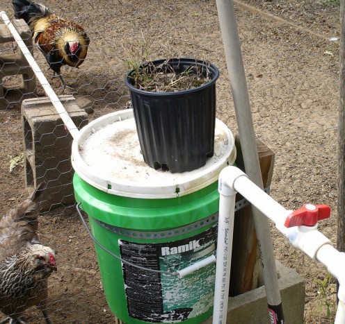 Automatic chicken watering system made from PVC pipe, shut off valve, 5-gallon bucket, & poultry nipples.