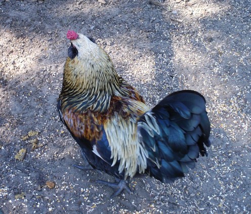Ollie - Americauna Rooster