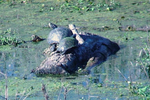 Turtles can be seen sunning themselves on logs. 