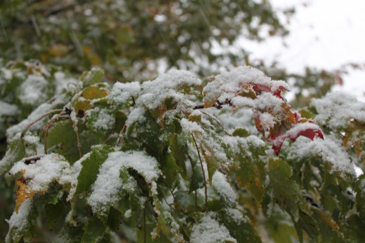 snow beginning to accumulate on green and changng leaves