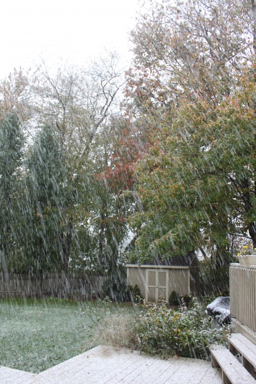 the first flakes of the storm, notice the tree in the front of the shed, compare it to the photo below