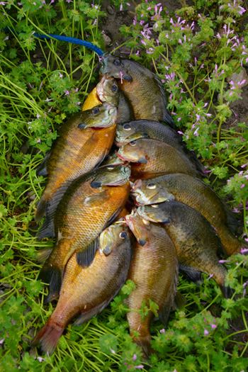 Farm Ponds are a great place to catch Bluegill.