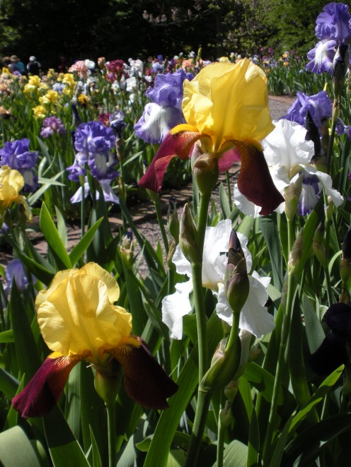 Photo 2 - These two toned irises are beautiful I think, with their yellow and burgundy colors.  So bold! 