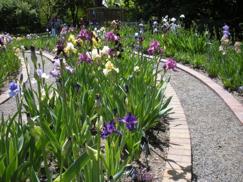 Photo 10 - Curvy path in the colorful iris garden. 